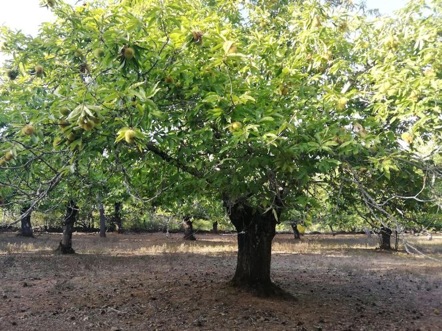 Casa Rural Alicia Cortegana Ngoại thất bức ảnh
